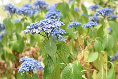 One reason your hydrangea leaves might be turning brown is because of an issue during transplantation. If you recently transplanted your hydrangeas to a new spot whether from an existing area in your garden or from a nursery, hydrangea could simply be turning brown because it doesn't have enough water. 