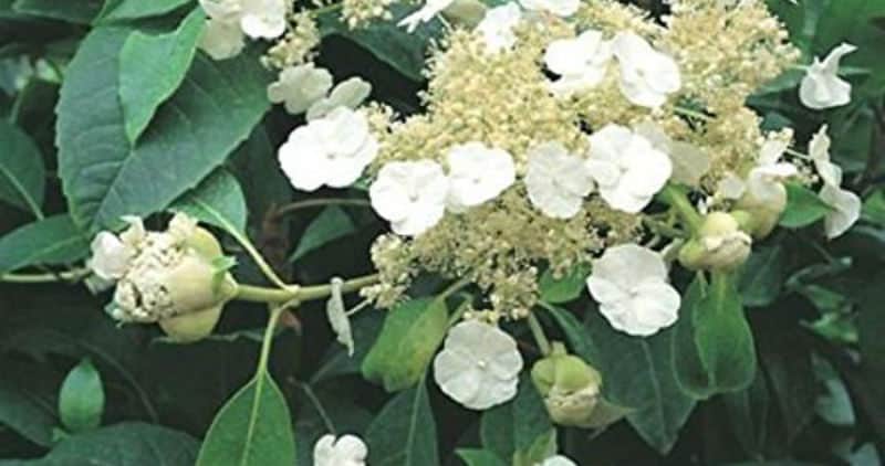 Almost all climbing hydrangeas have one thing in common, they are all a bit slow to really get moving once they're planted. Most of the time it can take a few years for that collection of flowers to a mass but with this variety you can enjoy rich foliage and as it starts to grow beautiful, white frothy flowers. The flowers can be removed as soon as they appear so that the growth is expedited.