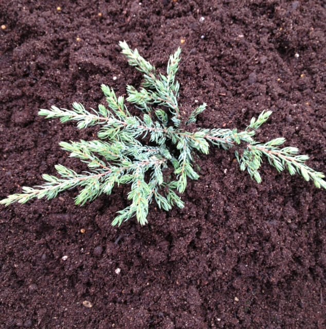 Very compact, the green carpet will grow slowly, creating a dense carpet of foliage in its wake making it the perfect ground cover conifer. In the springtime, the foliage takes on a bright green shade which turns darker as it matures. This is a creeping Juniper which means it will slowly spread effectively as a ground cover if you have any slope in your garden.