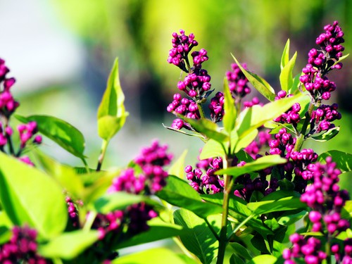 This is a medium-sized shrub that has fragrant double flowers and can be used to create a border, hedging, a privacy screen, or even a windbreak. It is well-known for the open branched, green foliage it produces with the deep purple double flower clusters. You will enjoy blooms in the middle of May all the way through summer and can even be grown as a small tree. Moreover, this plant thrives in cooler climates which means it can be grown in all parts of the UK.