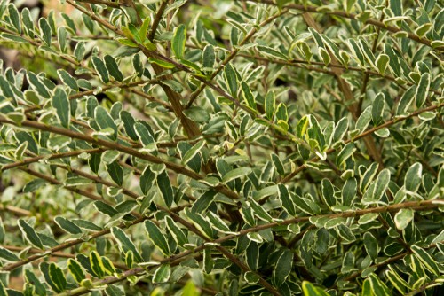 A rather versatile shrub, also known as the boxleaf honeysuckle, it is a very adaptable shrub for shaded areas in your garden because it will offer a bit of yellow sunshine turn otherwise dark area. Once established it will develop in the form of a mound with arching branches that shoot off of the mound each of which are covered by tiny, variegated leaves. In shade, the leaves will take on a chartreuse shade. 