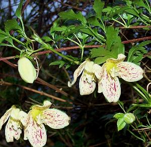 A truly unique clematis, this winter flowering evergreen climber produces creamy white flowers that span 6cm across, assuming a bell shape, freckled with purple dots on the inside. They will Bloom from the middle of winter through the early spring after which they give way to fluffy seed heads for that extra decorative effect. 