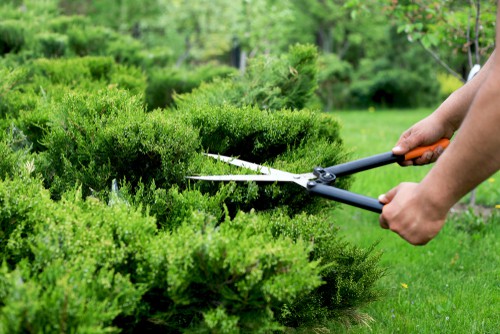 How to prune conifers - hedging, large trees and techniques ...