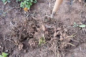 You have to start by digging up your dahlias immediately after the first frost. The first frost will kill the leaves and stems. They will start to turn black after frost. This forces the tuber into dormancy for the winter and as soon as this happens you can trim your Dahlia back to anywhere between 5 cm and 15 centimetres. This will make it much easier to remove the roots.