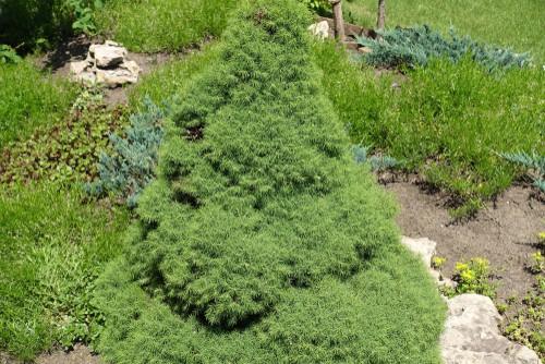 The tree will reach up to 80cm in height and 140 cm in spread taking on a cone-shaped crown. The needles can be crushed to produce a pungent aroma while the needles are bluish-green they also have a white waxy coating that blooms on them which is what gives them the name white spruce. This dwarf variety is perfect as a windbreak or smaller hedge or just as a focal point in the garden.