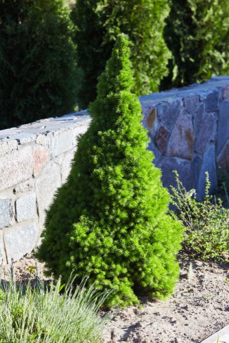 Picea glauca Conica - a good dwarf conifer for small gardens