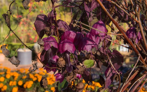 These are very exotic-looking perennial climbers that produce heart-shaped leaves and pendant flowers in bright fuchsia. They will produce in succession starting at the end of spring and going through the remainder of the season.