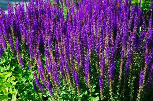 Bolkan Clary is a herbaceous perennial that will span between 30 and 60cm in spread and height. It produces blue-violet blooms between June and September. 