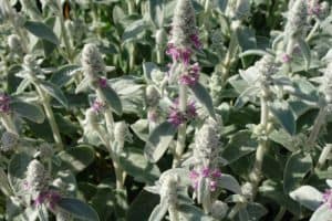 Lamb's Ear is a colourful form of ground cover that offers soft, greyish green leaves. It's known for its thick, velvety leaves in particular. In warmer climates the leaves are evergreen and they will spread rapidly to create a mat of leaves approximately 15cm off the ground.