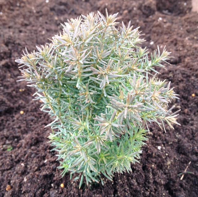 Thuja Teddy is an adorable globe-shaped dwarf Conifer that produces bright green soft dense foliage. As it ages throughout the season the green takes on shades of blue and eventually gets accented by bronze in the winter. 