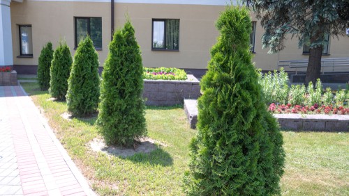 The problem with most conifer is that they do not grow from old wood, this means, if you cut into old wood it will likely not regrow leaving you with bare brown patches which most people are familiar with. The only exception is Thuja plicata and Yew trees which will regrow if pruned hard. This is why we now recommend planting Thuja plicata is planting a new conifer hedge.