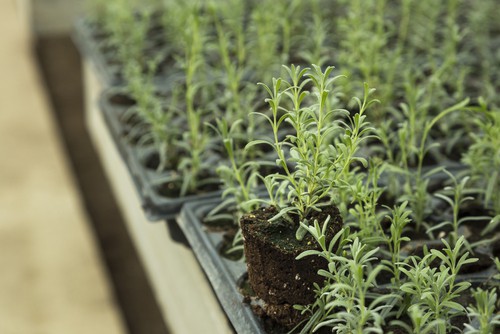 Once the true leaves have started to mature and the root system is in place it's time to transplant. An individual lavender plant should have several sets of leaves before this process takes place. If you are transplanting them into larger containers you want to repeat the same process used originally but with containers that are approximately 9 centimeters in diameter. You can add one lavender plant per pot by gently prying it out of the original seedling container and transplanting it into the new container with good quality compost, packing in compost around the area.