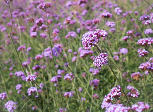 Colloquially referred to as the tall verbena, this perennial offers rose violet and lavender blooms between June and the first frost. It will thrive in full sun or partial shade and is very low maintenance with just the occasional deading heading needed. 