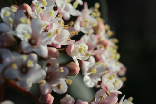 This bushy evergreen shrub offers dark green leaves and a variety of colours all season long. The dark green leaves, for example, appear all year round and then in springtime and subsequently, in summer you get flowers that take on pink or white shades and a very rich in fragrance. 