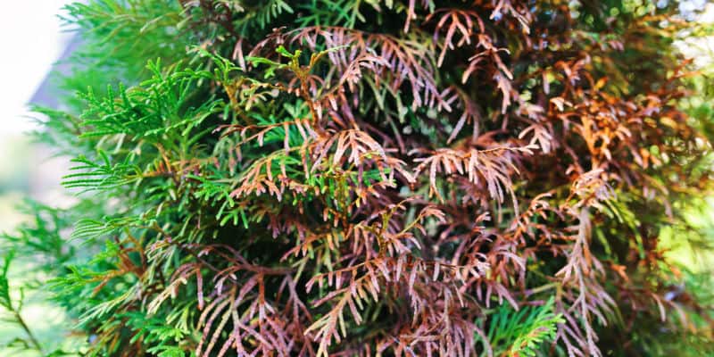 One of the most common questions we get asked about conifers is, why are my conifers turning brown? Pest, diseases and incorrectly pruning can all be a cause. Learn how to to identify the cause and how to precent it.