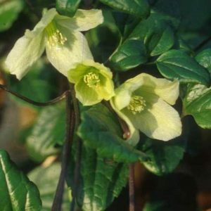 clematis wisley cream - winter flowering clematis