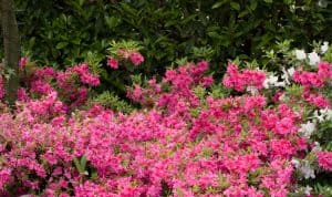 In this article, we look at t some our favourite evergreen shrubs for shade that provide colour all year round. From foliage colour shrubs to spring flowering.