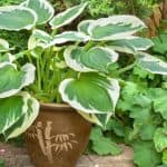 shade loving plants for containers