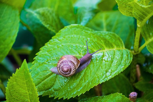 Everybody knows what slugs and snails are and thankfully they are not to much of a problem with hydrangeas. However young foliage is most at risk and they can be problem sometimes. The best to treat is to simply put down some slug and snail pellets.