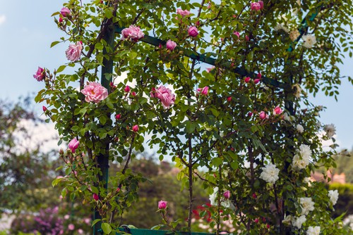 If you grow them up a pillar, arches or pergolas, simply twist the stems around the upright keeping the turns as horizontal as possible.