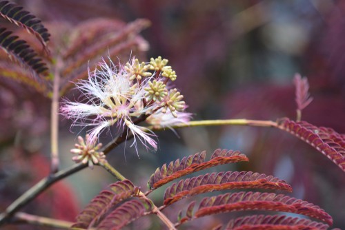 The mimosa tree is a very fast-growing, deciduous option for your garden but what a stunning tree. As it grows it will produce an umbrella-shaped canopy that is dazzling and the fern-like leaves take on a bronze and green appearance. 