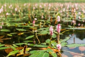 It will grow in depths of 2ft happly but will also grow in depths of 4ft and has been known to grow in depths of 8ft making it perfect for deeper water. Another bonus is the flowers attract bees and other pollinating insects.