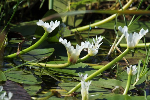 This aquatic perennial loves shallow areas of small ponds and can be grown in the bottom mud of your pond but it is recommended to grow it in containers. 