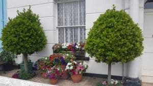 Bay trees are small trees native to Mediterranean areas and you can keep them grown in containers effectively