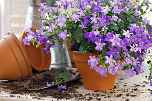 Bellflowers are great for containers especially if you live in an area that has a cool summer temperature on average. The nice part about bellflowers is that you can find herbaceous, annual, or perennial version. 