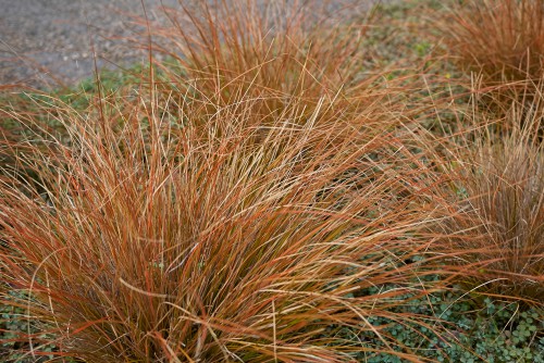 The leatherleaf sedge as it is also known, this stunning ornamental grass has narrow evergreen foliage that offers a unique copper colour. It will stand erect when planted, eventually arching over time.