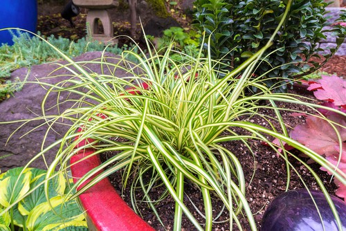 The Evergold Japanese Sedge gets its name from the colourful golden strip that fills the centre of each blade of grass, bordered by rich green.