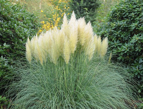 Otherwise known as pampas grass, this delightful ornamental grass is perfect for mid-sized gardens but it does need plenty of space and makes an eye-catching focal point in the garden.