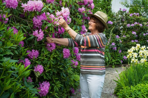 If you have a flourishing rhododendron you may need to consider pruning for a variety of reasons be it maintenance, rejuvenation or shaping your plant. With a rhododendron, pruning is very simple no matter the reason for it and you can create a shrub with abundant flowers, foliage, and dense branches all of which contribute to a wonderful garden. The first thing we would point out is that Rhododendrons don't require regular pruning and can go years without needing to be pruned with the exception of removing any damaged or diseased branches.