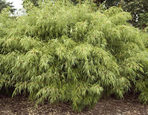 This evergreen bamboo is a fully hardy bamboo that enjoys the partial shade. It does well in all soil types and pH levels but stick to what we have advised when growing in pots with a good mix of potting compost and soil improver.