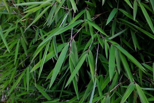 Otherwise known as the blue fountain bamboo, this type of bamboo reaches between 3-4 metres at its maximum height so needs a large heavy pot to keep it upright.