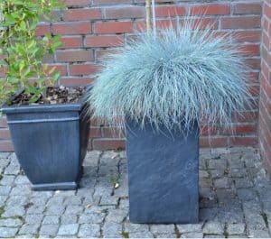 This group of ornamental grasses is great for containers as it grows somewhat smaller than most ornamental grasses and comes in a range of colours from lush green but we think the blue varieties such as 'Blaufuchs' have the most appeal making them an excellent ornamental grass for containers.