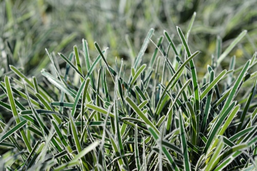 This smaller ornamental grass stays small, and at full maturity spans no more than 30cm in height and spread, making it easily contained in pots of any kind. It is an evergreen perennial that produces recurved hunter green leaves lined with white margins responsible for the frosty look for which it is named.