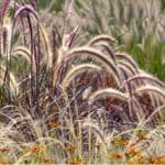 Growing Ornamental Grasses can be very rewarding as they can be grown in most soil types in borders, in pots and are easy to grow. Read our guide on how to grow ornamental grasses now