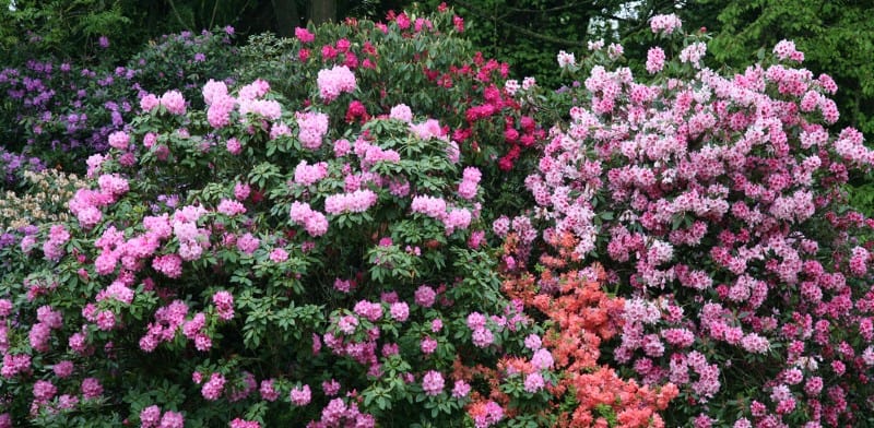 Growing Rhododendrons - Care guide and growing tips Pyracantha.co.uk