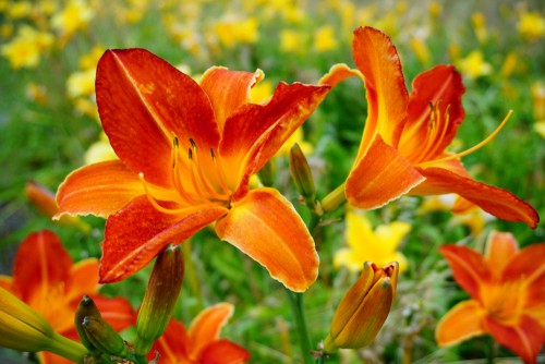 These daylilies are very tolerant of drought and once established they are also tolerant of rabbits so if you have some small furry friends who like to munch on your flowers, rest assured they should leave your Daylily alone. They will typically bloom for a short amount of time between one week and five weeks is mostly determined by the weather.