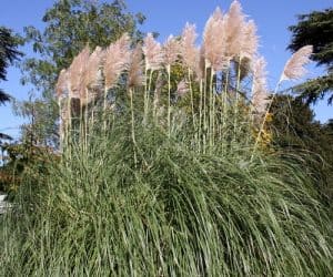 The most common varieties such as pampas grass 'Patagonia' grow to 8ft but what most people don't realise is you can get dwarf varieties that grow to around 1 to 1.5 meter tall such as pampas grass 'Pumila'.