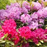 One of the best ways to propagate rhododendrons is by taking rhododendron cutting. learn how to take a cutting from a Rhododendron step by step. take cutting in summer or autumn from the current years growth.