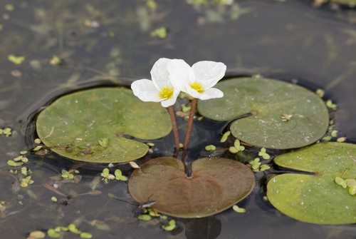 A flowering plant, this freely floating pond plant is an annual pond plant that can reach 20cm in length. 