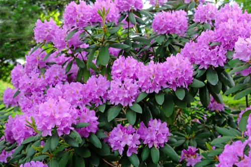 If you have a flourishing rhododendron you may need to consider pruning for a variety of reasons be it maintenance, rejuvenation or shaping your plant. With a rhododendron, pruning is very simple no matter the reason for it and you can create a shrub with abundant flowers, foliage, and dense branches all of which contribute to a wonderful garden. The first thing we would point out is that Rhododendrons don't require regular pruning and can go years without needing to be pruned with the exception of removing any damaged or diseased branches.