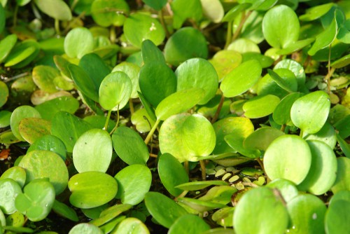 With this plant, you can enjoy the shiny, green leaves offset by the small white flowers which offer yellow centres and three petals each. When grown in your pond it can be floating or rooted.