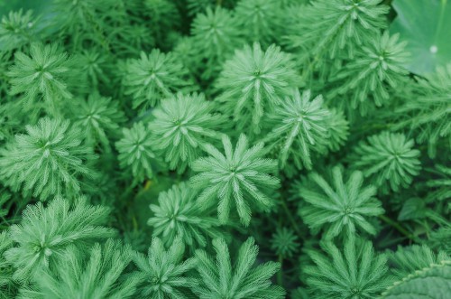 The spiked milfoil is an aquatic plant that thrives in a submerged pond in 3-3ft of water. It can take over the surface of the pond so it is important to keep its growth in check, ideally to less than 30% of the volume of the pond then you can simply thin out older stems.