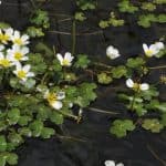 In this post, we look at 7 of our favourite oxygenating pond plants to promote water clarity and health to provide a better environment for wildlife.