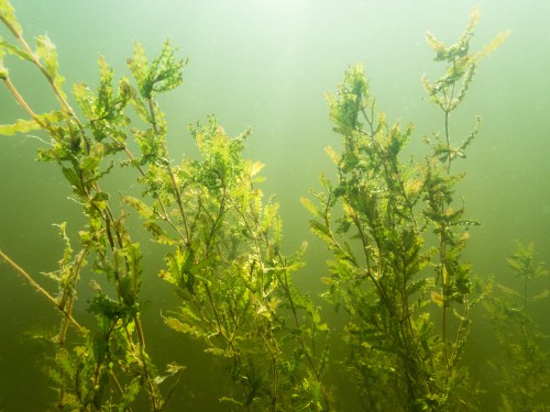 The curled pondweed is a productive pond plant that will grow primarily below the surface. Not only will it add oxygen to your pond but it will thrive throughout the year in colder weather making it perfect for the UK climate. 