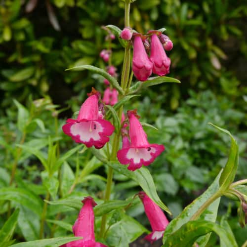 Colourful, tubular flowers grown on tall spikes are commonly found in prairies that are exposed to sunny conditions. Such a beautiful Wildflower, also referred to as beardtongue plants, can be easily grown in your garden especially if you grow them in containers but they need plenty of water but not to wet. 