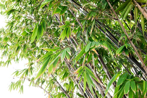 This black bamboo is a stunning specimen with jet black mature stems and green leaves, as well as delightfully colourful canes that are rife with black and yellow. 